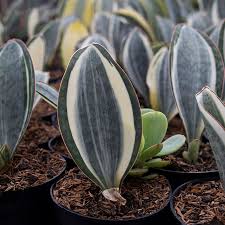 Image result for Sansevieria