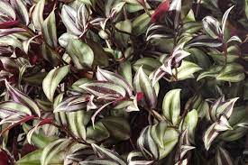 Maybe you would like to learn more about one of these? Wandering Jew Poisoning In Dogs Symptoms Causes Diagnosis Treatment Recovery Management Cost