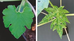 On foliage, as mentioned, the yellow mosaic spots are clearly visible and tend to bleed into the otherwise healthy. Genetic Diversity Analysis Of Papaya Leaf Distortion Mosaic Virus Isolates Infecting Transgenic Papaya Huanong No 1 In South China Mo 2020 Ecology And Evolution Wiley Online Library