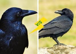 Bird and squirrel damage can be a serious issue in many orchards and one very difficult to control. Crow Vs Raven Are Crows Bigger Than Ravens Crow Vs Raven Tail