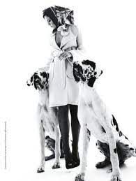 Layaknya seekor anjing yang akan. 87 Ideer Om Great Danois Hund Dyr Herb Ritts