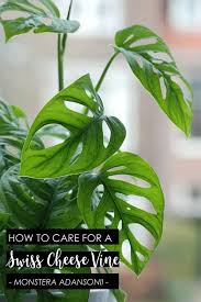 Monstera Adansonii How To Care For A Swiss Cheese Vine Plant Plants Hanging Plants Cheese Plant