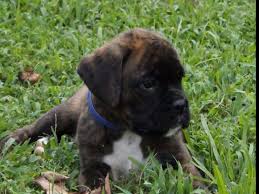 Newest oldest price ascending price descending relevance. Hillbillie Boxers Puppies For Sale