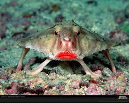 Ocean Conservation Society Odd Sea Creature Of The Month Image The Red Lipped Batfish C National Geograp Bizarre Animals Weird Animals Red Lipped Batfish