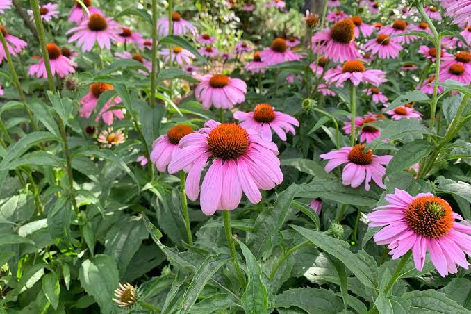 Low-growing groundcover and spring bulbs