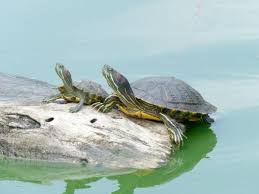 Chaque article trouvé est affiché sous la forme d'un titre (en gras) suivi des numéro et date de l'édition ainsi que de la rubrique concernée, plus un résumé de quelques lignes. La Vallee Des Tortues Elever Une Tortue