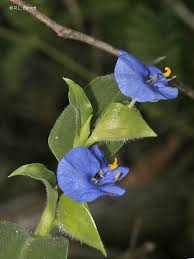 Image result for Commelina nyasensis
