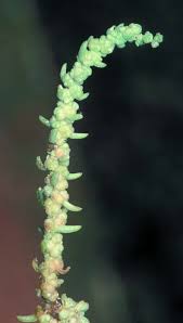 Image result for Suaeda monoica