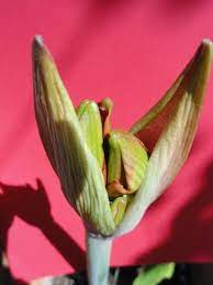 Amaryllis Bud Amaryllis Flowers Amaryllis Plants