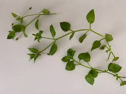 Image result for Stellaria media