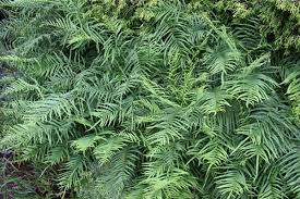 Image result for Pteris