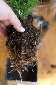 Tentukan apakah akan membuat tanaman hias terrarium terrarium yang dilihat dari satu sisi atau semua sisi, hal itu mempengaruhi posisi penempatan tanaman terrarium tsb. Yuk Buat Terrarium Sendiri Rumah Dan Gaya Hidup Rumah Com