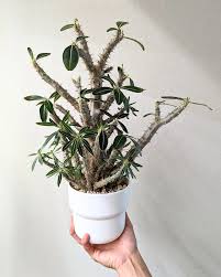 Image result for Parapodium costatum