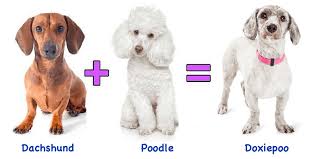 These hypoallergenic poodle mixes are called doodles. Doxiepoo A New Mix On The Rise