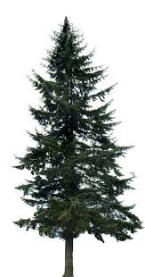 view and download hd pine tree png image pine trees transparent background png image for free the image reso pine tree silhouette tree silhouette background