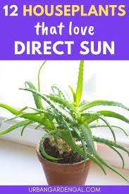 Pin On House Plants