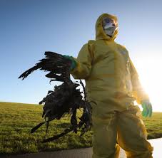 E auch im bereich um die stadt kappeln, aufgefunden worden. Geflugelpest So Kampft Schleswig Holstein Gegen Die Vogelgrippe Welt