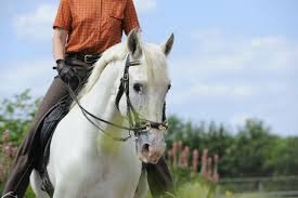 reiten ohne gebiss tipps fur gebissloses reiten profi tipps fur gebissloses reiten reiten pferd pferdetraining