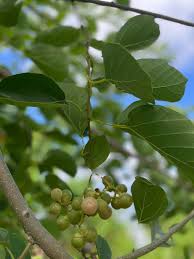 Image result for Cordia dichotoma