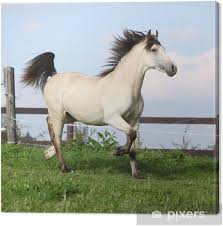 Check spelling or type a new query. Beautiful Palomino Horse Running Canvas Print Pixers We Live To Change