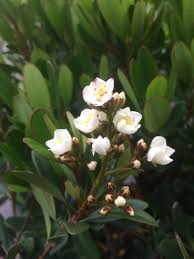 Image result for Rhaphiolepis umbellata