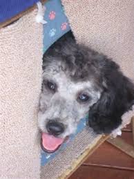 Apollo is a fun little dog. Miniature Poodle Dog Breed Pictures 2