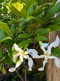 Image result for Tabernaemontana penduliflora