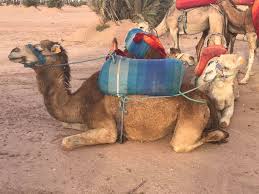 Prices for camel trekking start as low as 20 euros for sun. Where To Stay In Marrakech City Life In Marrakech Morocco A Camel