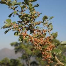 Image result for Searsia pentheri