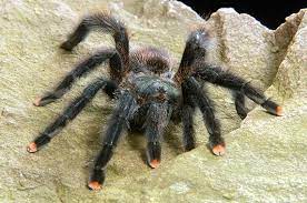 A few species that usually aren't kept as pets have venom that can make people extremely sick or kill them. Myth Tarantulas Are Dangerous To Humans Burke Museum