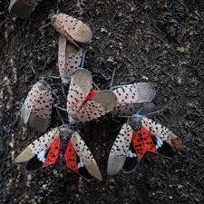 When it comes to how to get rid of spotted lanternflies, you should never try it yourself. How To Get Rid Of Spotted Lanternflies