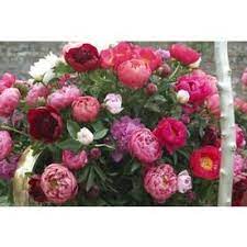 Van Zyverden 6 Count Peonies Bulbs Lowes Com Flower Bulbs Garden Bulb Flowers Peony Root