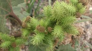Image result for Xanthium