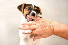 Image result for Dog Bite