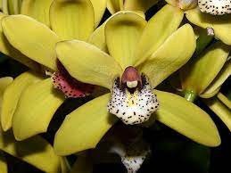 Cymbidium Orchid Solid Gold Cus2262x Cymbidium Orchids Orchids Beautiful Orchids