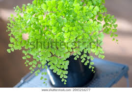 Image result for Adiantum capillus-veneris