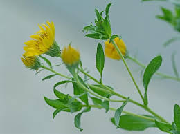 Image result for Heteropyxidaceae