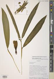 Image result for Aframomum corrorima