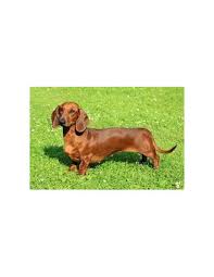 Puppies range $800 to $8,500. Dachshund Puppies For Sale Gender Male