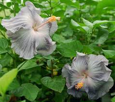 We did not find results for: Hidden Valley Hibiscus