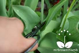 Filter by custom post type. Pin On Gardening My New Hobby