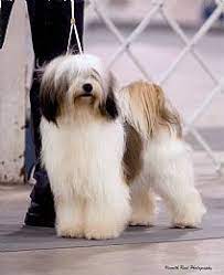Tibetan terrier puppies for sale ireland. Tibetan Terrier Breeder On Qualitydogs Com Tibetan Terrier Dog Breeds Terrier