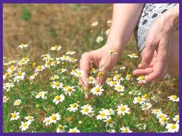 When it comes to harvesting chamomile, there are several picking processes that should be carried out. Harvesting Chamomile How To Pick Dry Chamomile Together Time Family