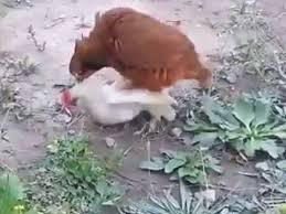 Keklik Ve Tavukgun Ciftlesmesi Videolu Ruya Tabirleri Kurdele Oyasi Tig Isi Dantel