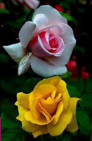 Pin By Elva Contreras On Roses Art Creative Montage No 2 In 2020 Beautiful Roses Flower Photos Orchid Flower