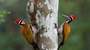 Why Do Woodpeckers Peck Wood Woodpecker Mystery Science Animals
