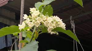 Warna bunganya kuning dan memiliki aroma wangi. Angel Nurserry Bunga Bunga Wangi Aromatik