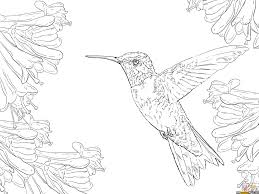 Ruby Throated Hummingbird Coloring Pages Bird Coloring Pages Hummingbird Colors Free Printable Coloring Pages