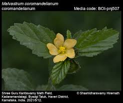 Image result for Malvastrum coromandelianum