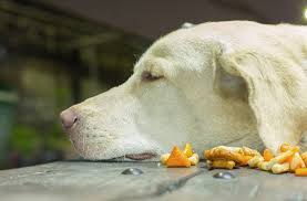 Mon Chien Ne Mange Plus Ses Croquettes Causes Que Faire Ooreka